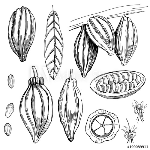 500x500 Hand Drawn Cocoa Bean Vector Sketch Illustration