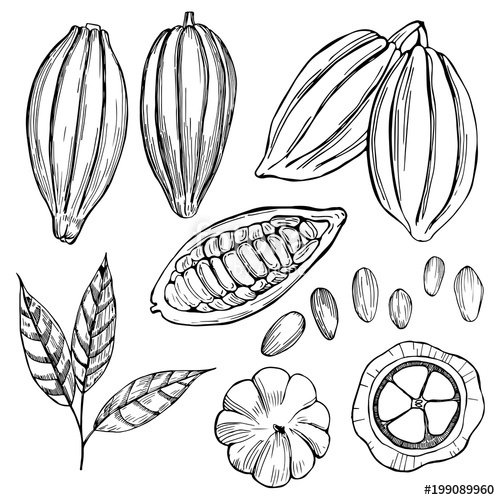 500x500 Hand Drawn Cocoa Bean Vector Sketch Illustration Stock Image