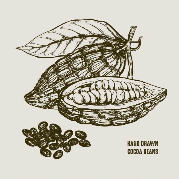 626x626 Hand Drawn Cocoa Beans Vector Premium Download