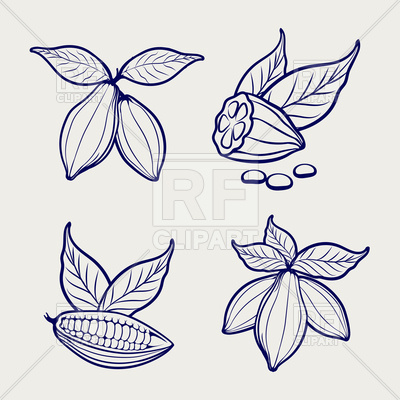 400x400 Sketch Of Cocoa Beans And Leaves On Grey Background Vector Image