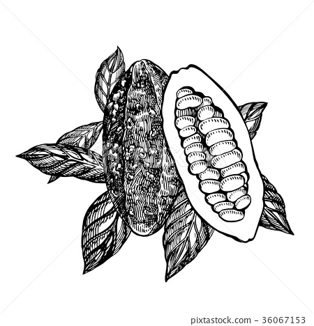 450x468 Chocolate Cocoa Beans Vector Illustration