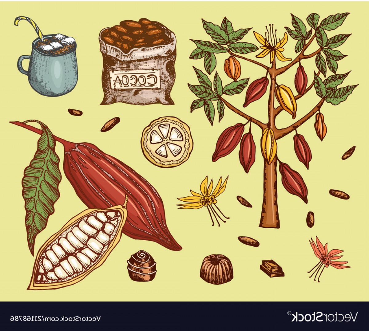 Cocoa Bean Vector at Vectorified.com | Collection of Cocoa Bean Vector ...