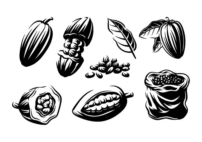 700x490 Cocoa Beans Engraving Vector