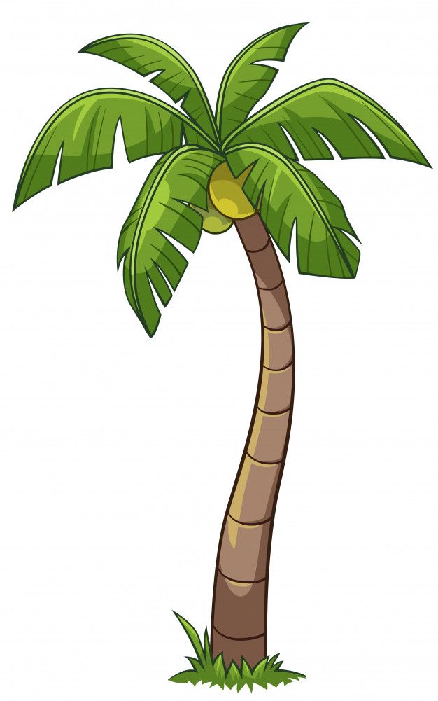 626x1001 Coconut Tree Cartoon Style Vector Jungle Book Kids Coconut