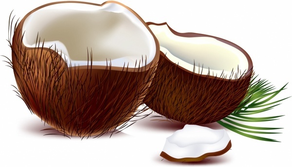 Coconut Free Vector Download 600x345 Coconut Free Vector Download