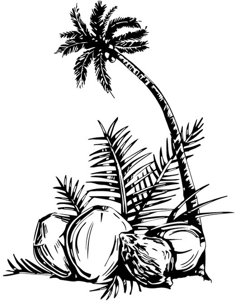 Coconut Tree Vector Free Vector In Adobe Illustrator 468x600 Coconut Tree Vector Free Vector In Adobe Illustrator