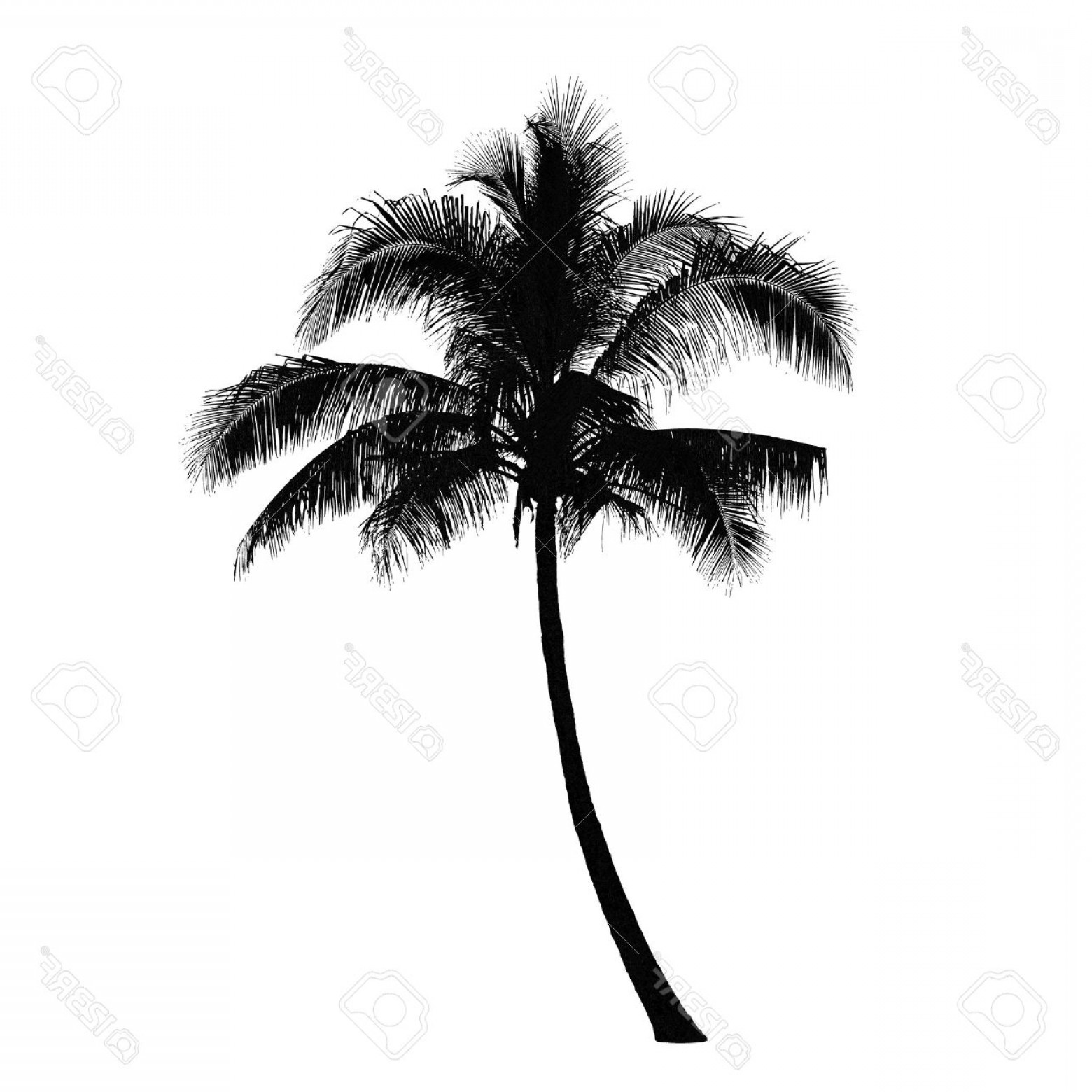Photostock Vector Coconut Palm Tree Silhouette Vector Soidergi 1560x1560 Photostock Vector Coconut Palm Tree Silhouette Vector Soidergi