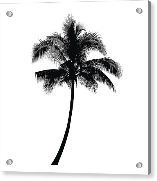 Coconut Palm Tree Silhouette, Vector 541x622 Coconut Palm Tree Silhouette, Vector