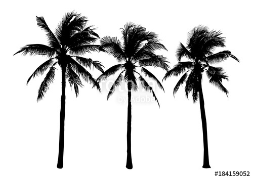 Set Of Black Silhouette Coconut Tree, Isolated Natural Plant Sign 500x354 Set Of Black Silhouette Coconut Tree, Isolated Natural Plant Sign