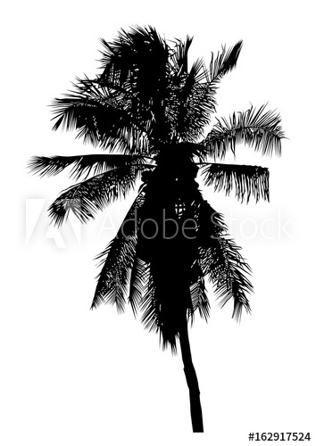 Silhouette Of Realistic Coconut Tree, Palm Tree Illustration 354x500 Silhouette Of Realistic Coconut Tree, Palm Tree Illustration