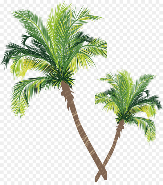 Coconut Tree Vector