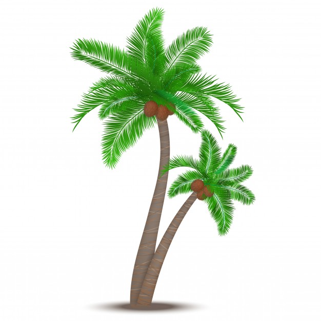 626x626 Coconut Trees Vectors, Photos And Free Download