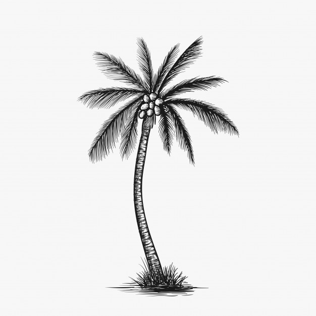 626x626 Hand Drawn Coconut Tree Vector Vector Premium Download