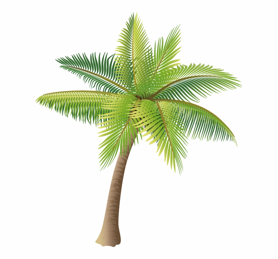 Coconut Tree Vector
 Coconut Tree Vector at Vectorified