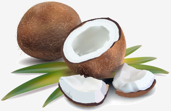 568x367 Coconut Free Vector Download