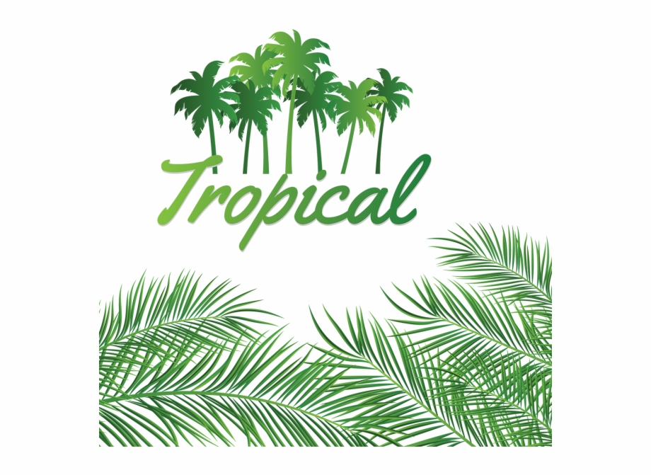 920x671 Coconuts Vector Illustration