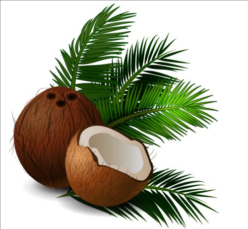 500x461 Realistic Coconut With Green Leaves Vector Free Download