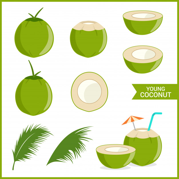 626x626 Set Of Fresh Young Coconut Vector Premium Download