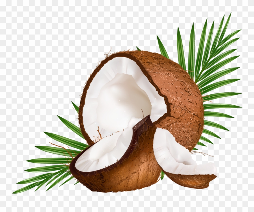 Coconut Vector at Vectorified.com | Collection of Coconut Vector free ...