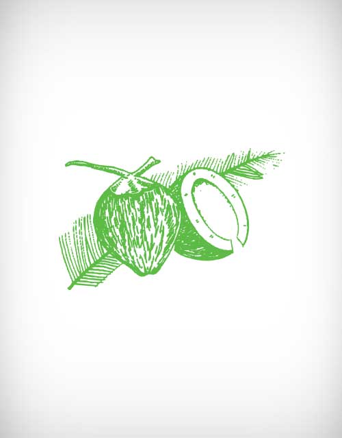 500x639 Coconut Vector