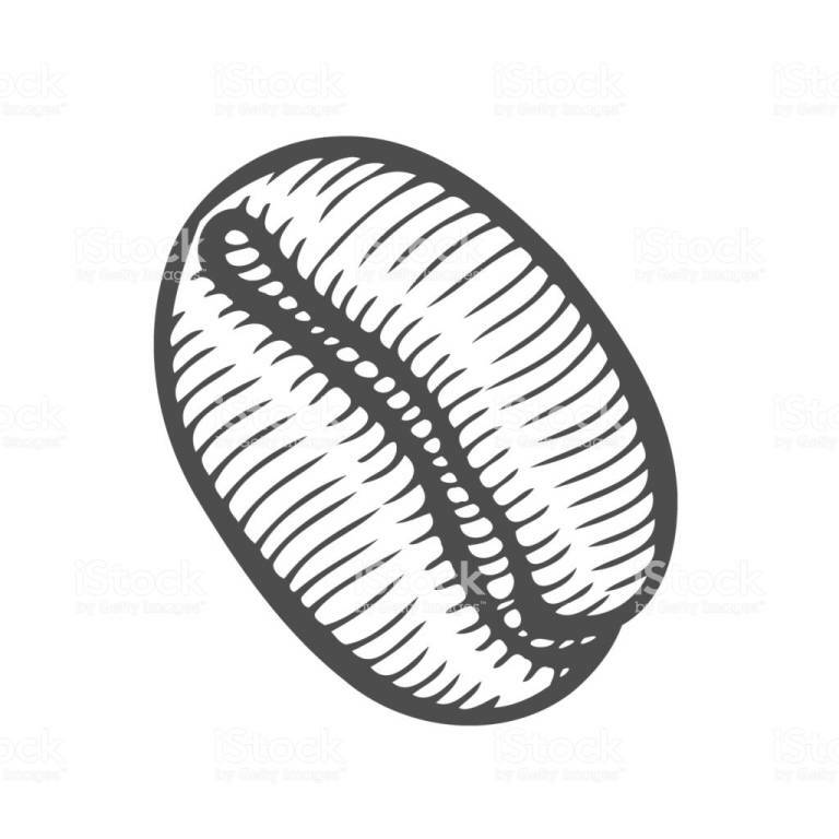 768x768 Coffee Bean Vector Image Free Tiposdepavimentos Gq