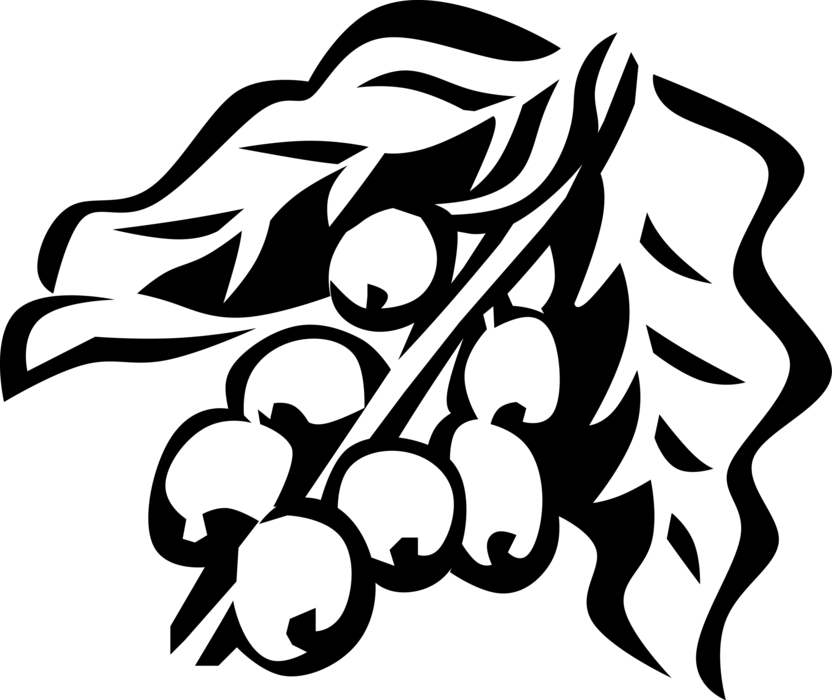 832x700 Beans Vector Black And White