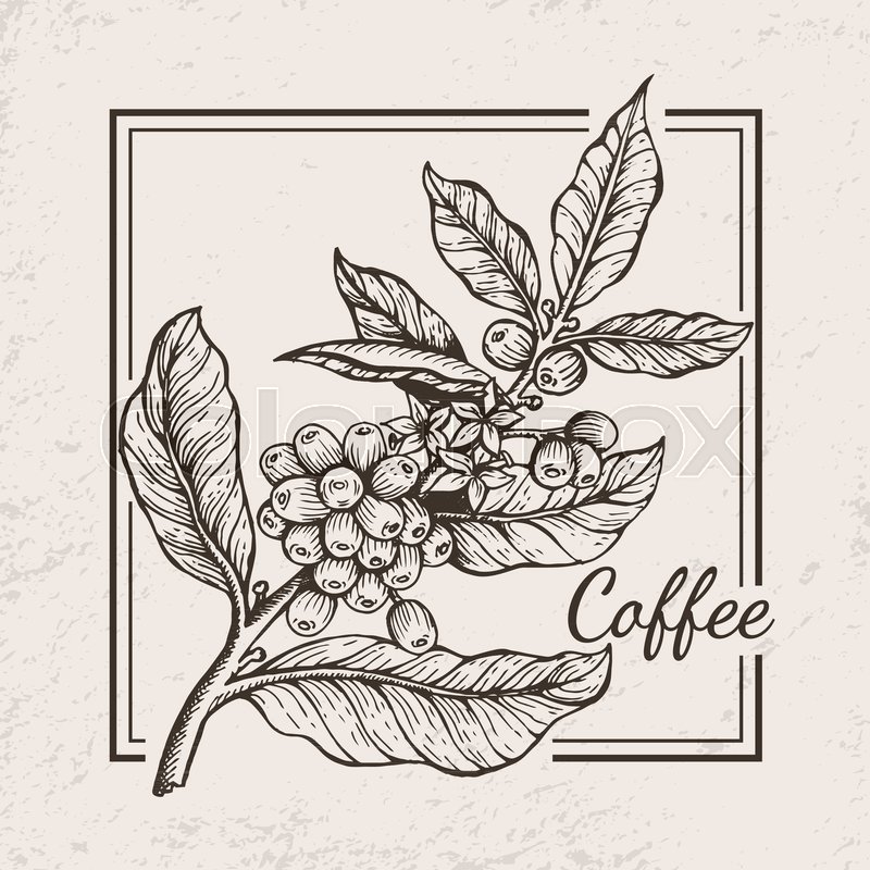 800x800 Coffee Berries Twig Icon Drawn In Stock Vector Colourbox