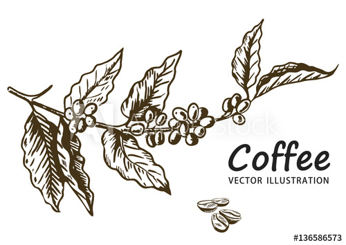 500x354 Coffee Branch With Leaf, Berry, Coffee Bean, Fruit, Seed Natural