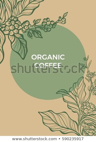 318x470 Coffee Branch With Leaves And Natural Coffee Beans Retro Vintage