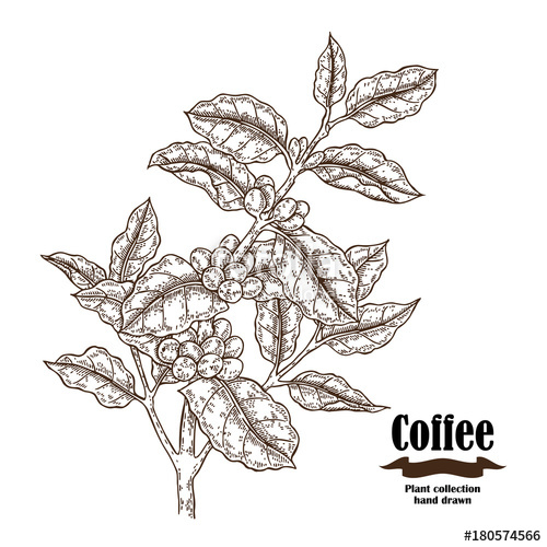 500x500 Hand Drawn Coffee Branch With Berries And Leaves Isolated On White