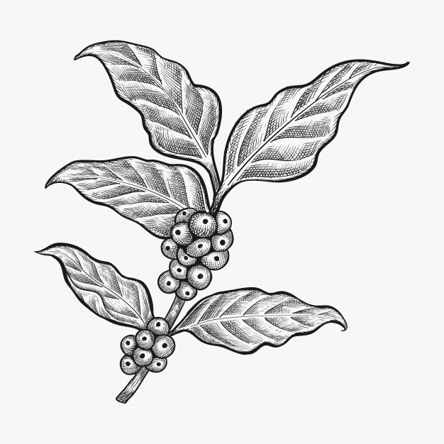 626x626 Hand Drawn Coffee Leaf Vector