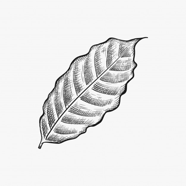 626x626 Hand Drawn Coffee Leaf Vector Vector Premium Download
