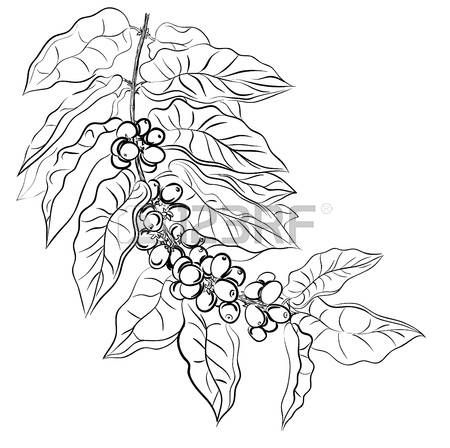 450x448 Image Result For Coffee Leaf Drawing Drawing In Coffee