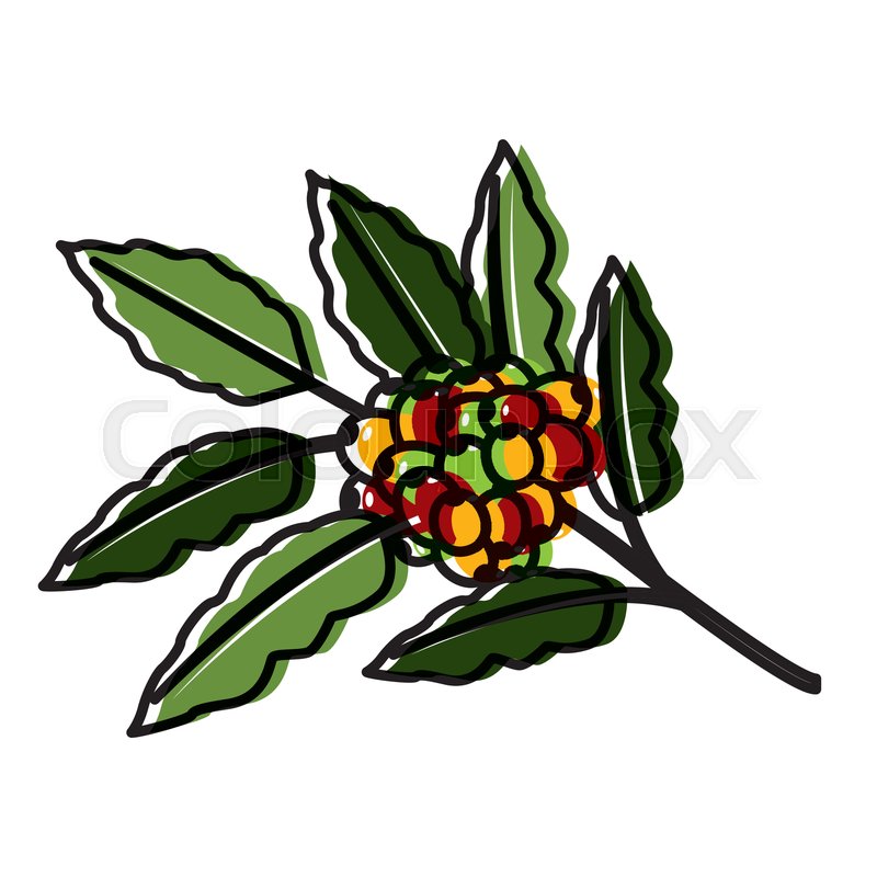 800x800 Branch Coffee Leaf Icon Vector Stock Vector Colourbox