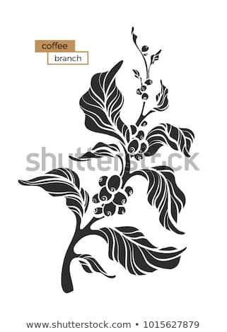 321x470 Vector Coffee Branch With Leaf And Coffee Beans Botanical Shape