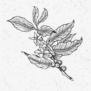 300x300 Coffee Branch Coffee Plant With Coffee Leaf Vector Createmepink