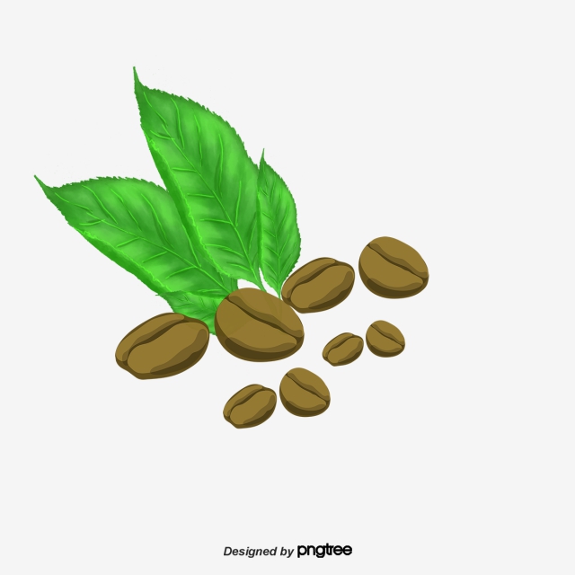 Coffee Leaf Vector at Collection of Coffee Leaf