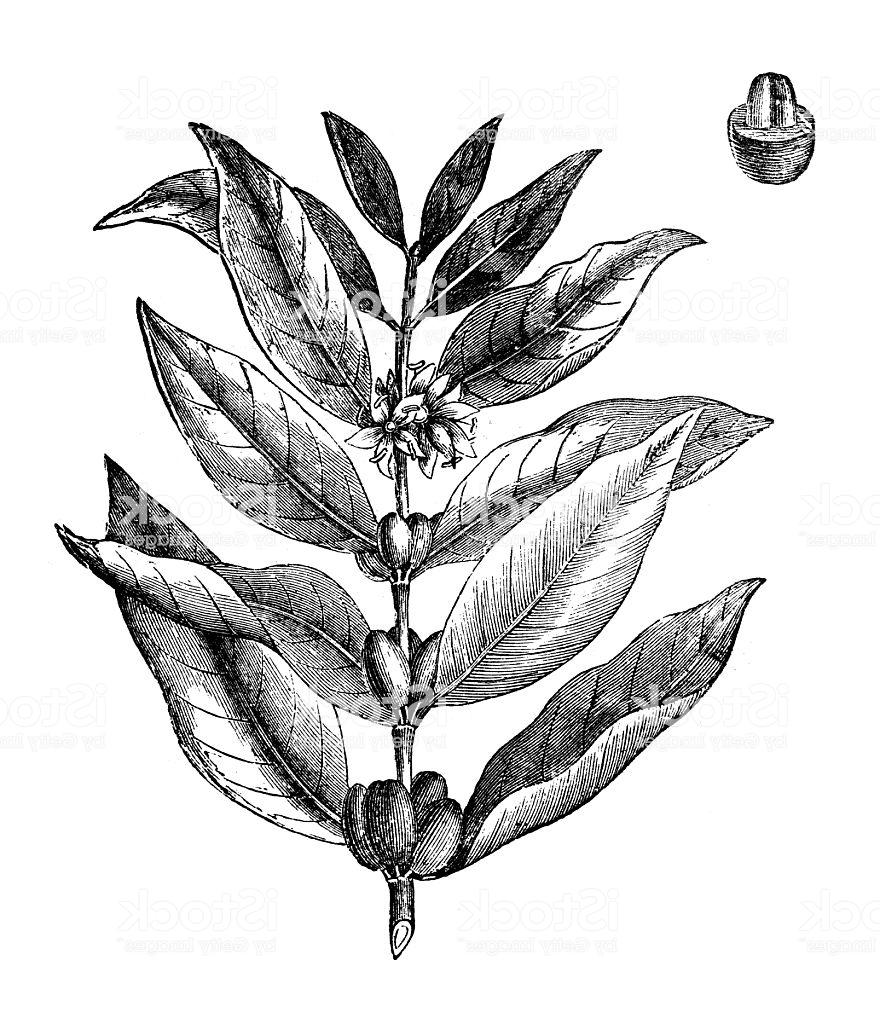 Coffee Plant Vector