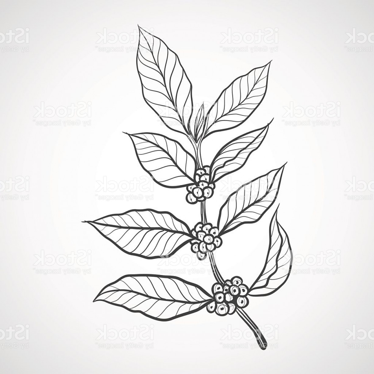 Coffee Tree Vector Createmepink 1228x1228 Coffee Tree Vector Createmepink