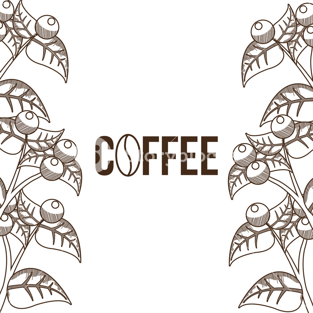 Coffee Plant With Beans Concept Vector Illustration Graphic Design 1000x1000 Coffee Plant With Beans Concept Vector Illustration Graphic Design