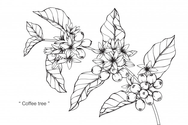 Coffee Tree Vector Premium Download 626x417 Coffee Tree Vector Premium Download