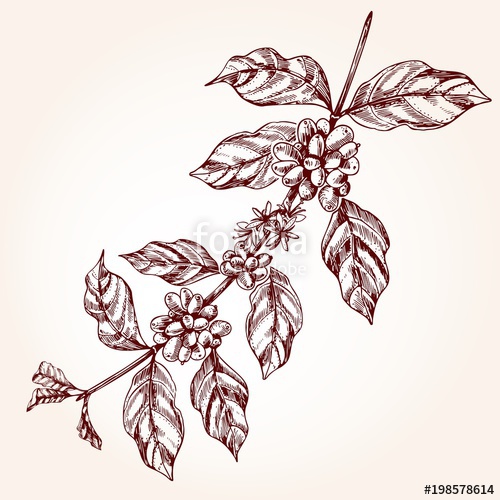 Coffee Tree Branch Freehand Drawing In Sketch Style Coffee Plant 500x500 Coffee Tree Branch Freehand Drawing In Sketch Style Coffee Plant