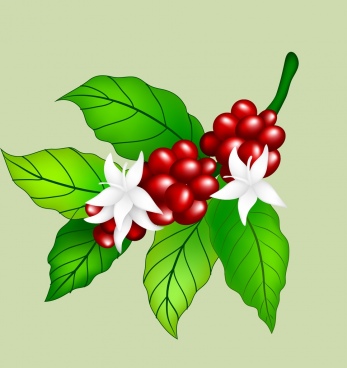 Coffee Tree Flower Free Vector Download 347x368 Coffee Tree Flower Free Vector Download