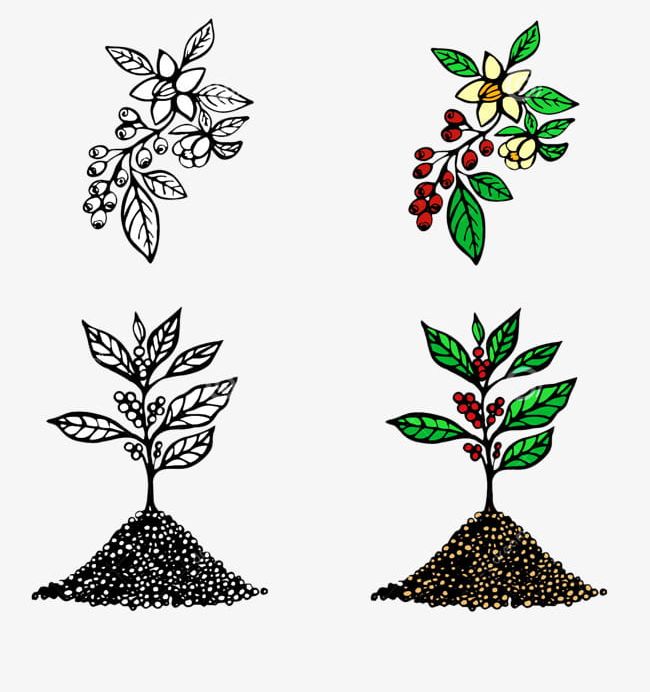 Coffee Plant Vector at Vectorified.com | Collection of Coffee Plant