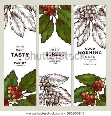 Coffee Tree Illustration Engraved Style Illustration Vintage 450x470 Coffee Tree Illustration Engraved Style Illustration Vintage