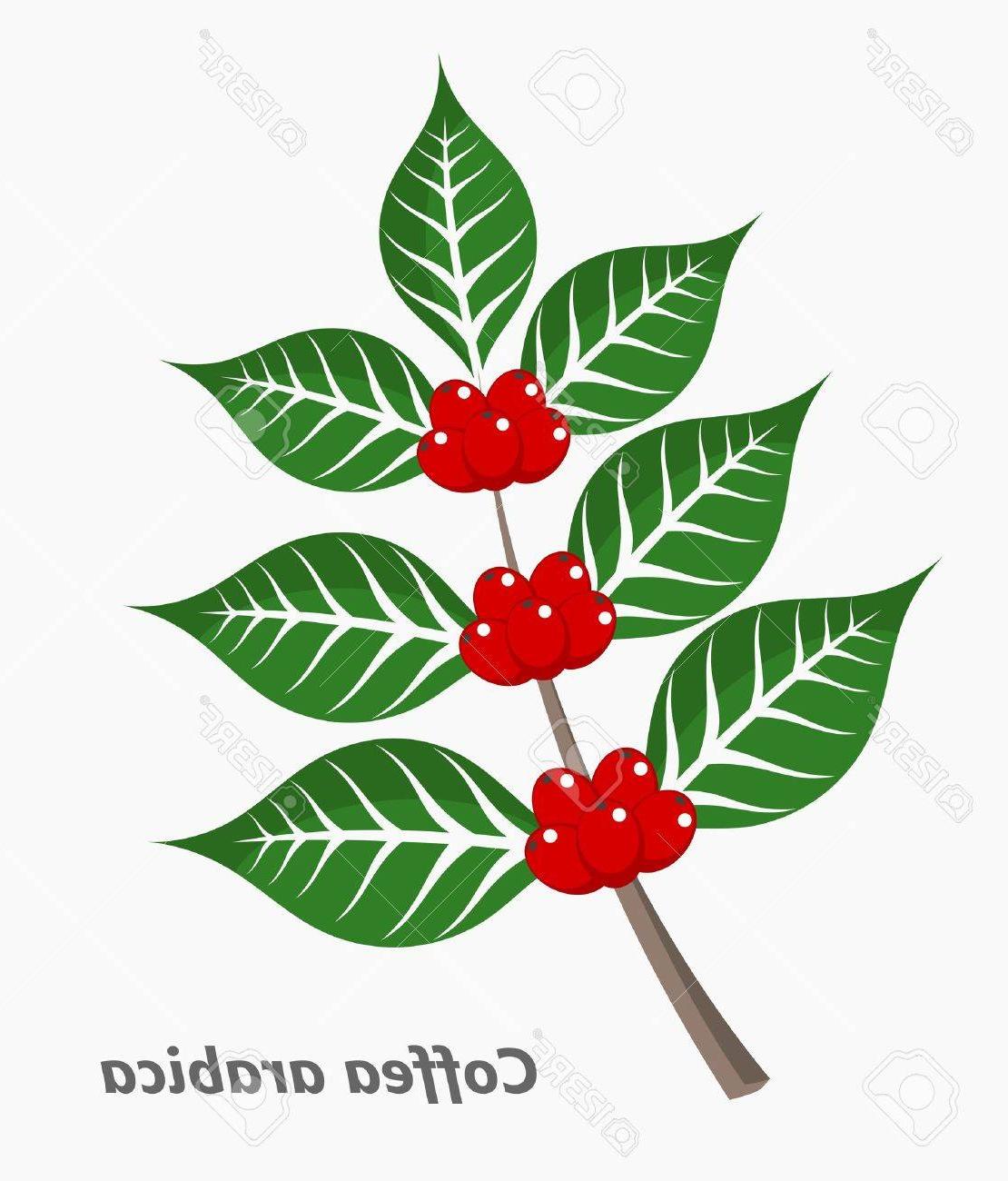 Coffee Plant Vector at Vectorified.com | Collection of Coffee Plant