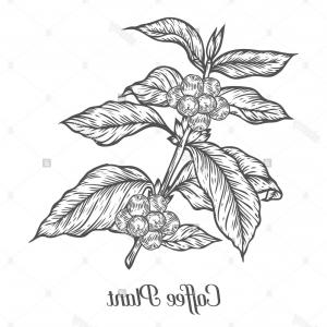 Hand Drawn Graphic Coffee Tree Vector Createmepink 300x300 Hand Drawn Graphic Coffee Tree Vector Createmepink