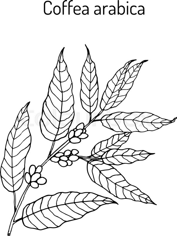 Hand Drawn Coffee Tree Branch Vector Stock Vector Colourbox 602x800 Hand Drawn Coffee Tree Branch Vector Stock Vector Colourbox