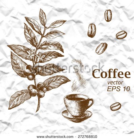Hand Drawn Vintage Coffee Plant Vector Illustration Of Coffee 450x470 Hand Drawn Vintage Coffee Plant Vector Illustration Of Coffee