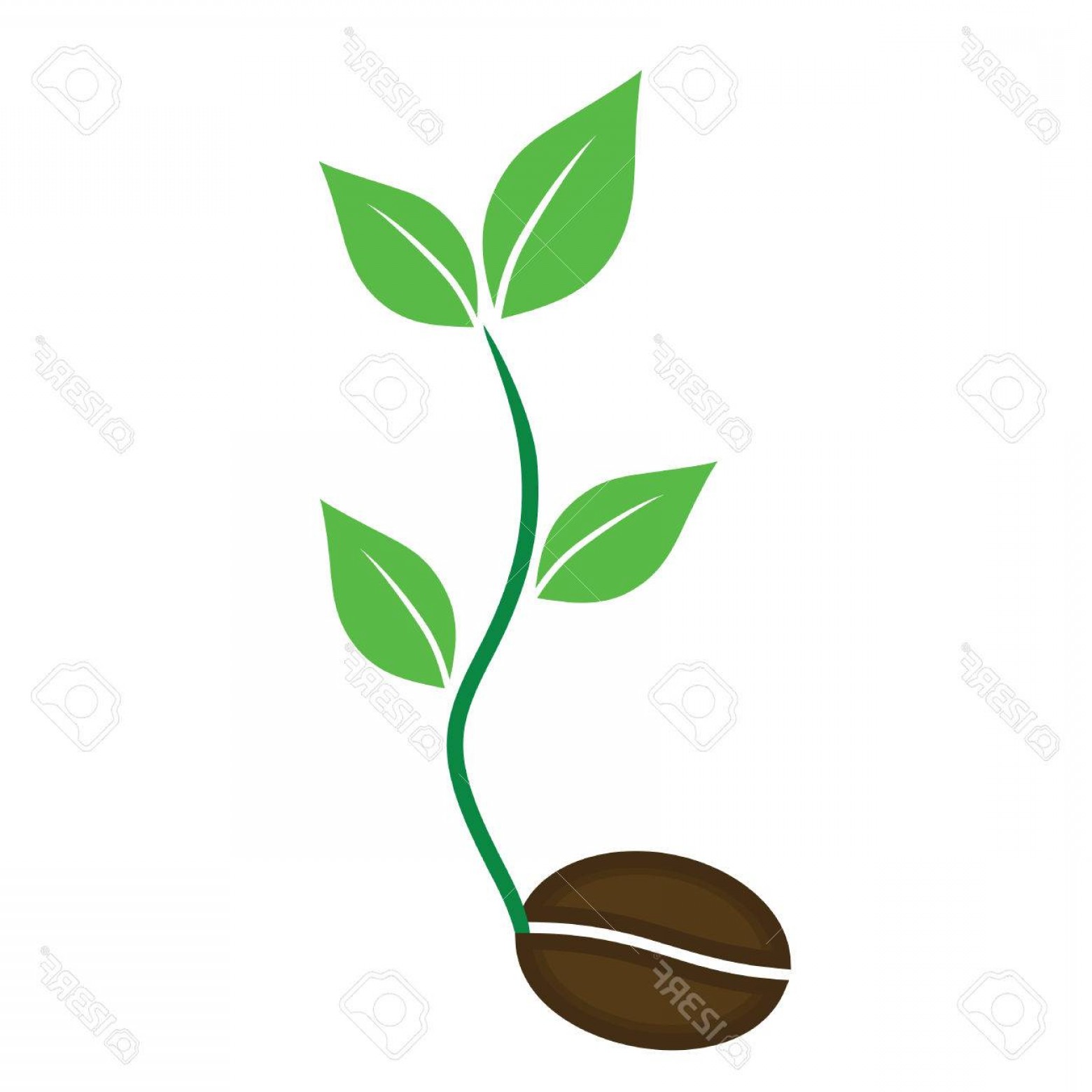 Photostock Vector Coffee Plant Vector Seed Icons Vector Geekchicpro 1560x1560 Photostock Vector Coffee Plant Vector Seed Icons Vector Geekchicpro